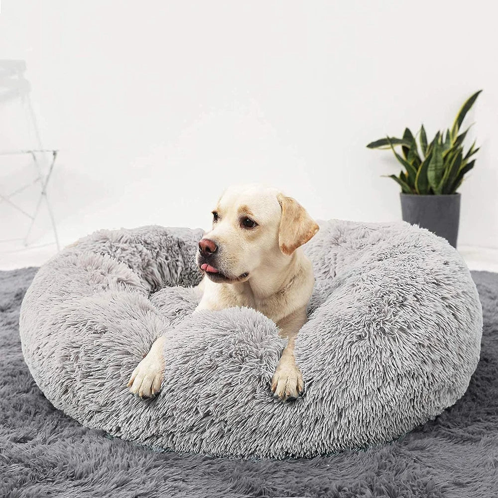 Dog lying on a fluffy grey donut bed in a cozy room with a plant in the background.