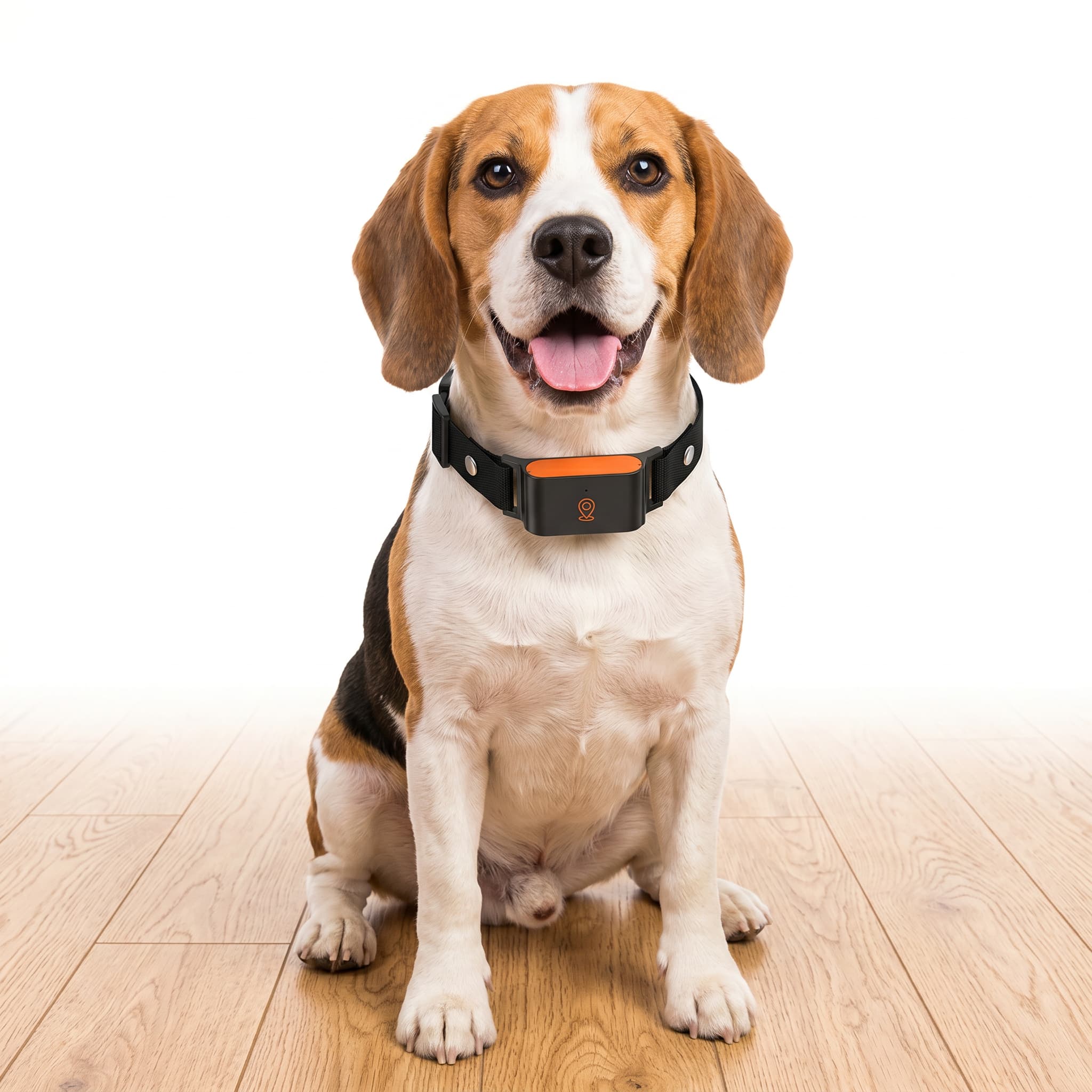 Dog wearing a black GPS collar with an orange button on a wooden floor.