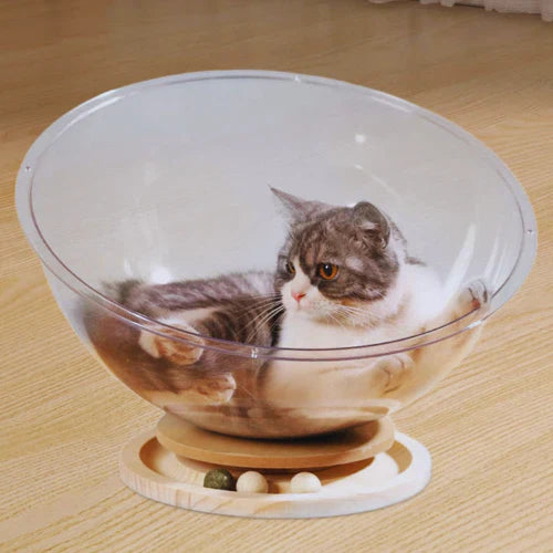 Cat inside a transparent bowl on a wooden floor