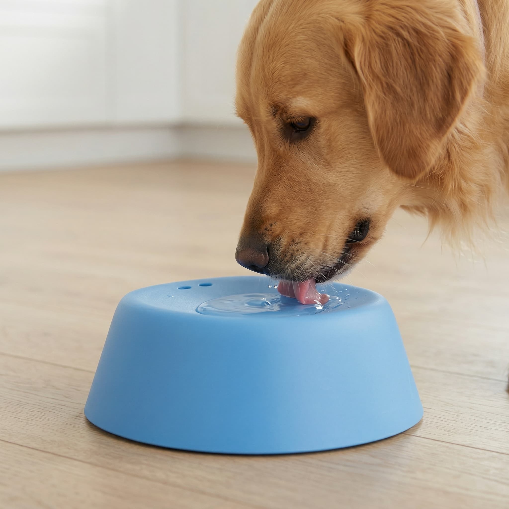 Cat interacting with a blue elevated food bowl on a wooden floor.