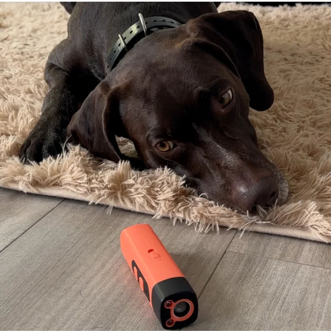 Dog lying on a carpet next to an orange and black bark stopper on a wooden floor.