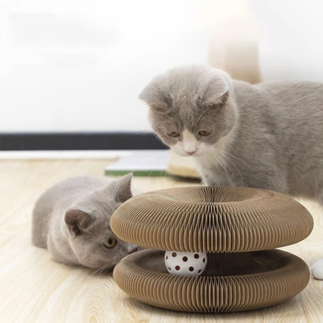 Two grey cats playing with a cardboard cat toy on a light wooden floor.