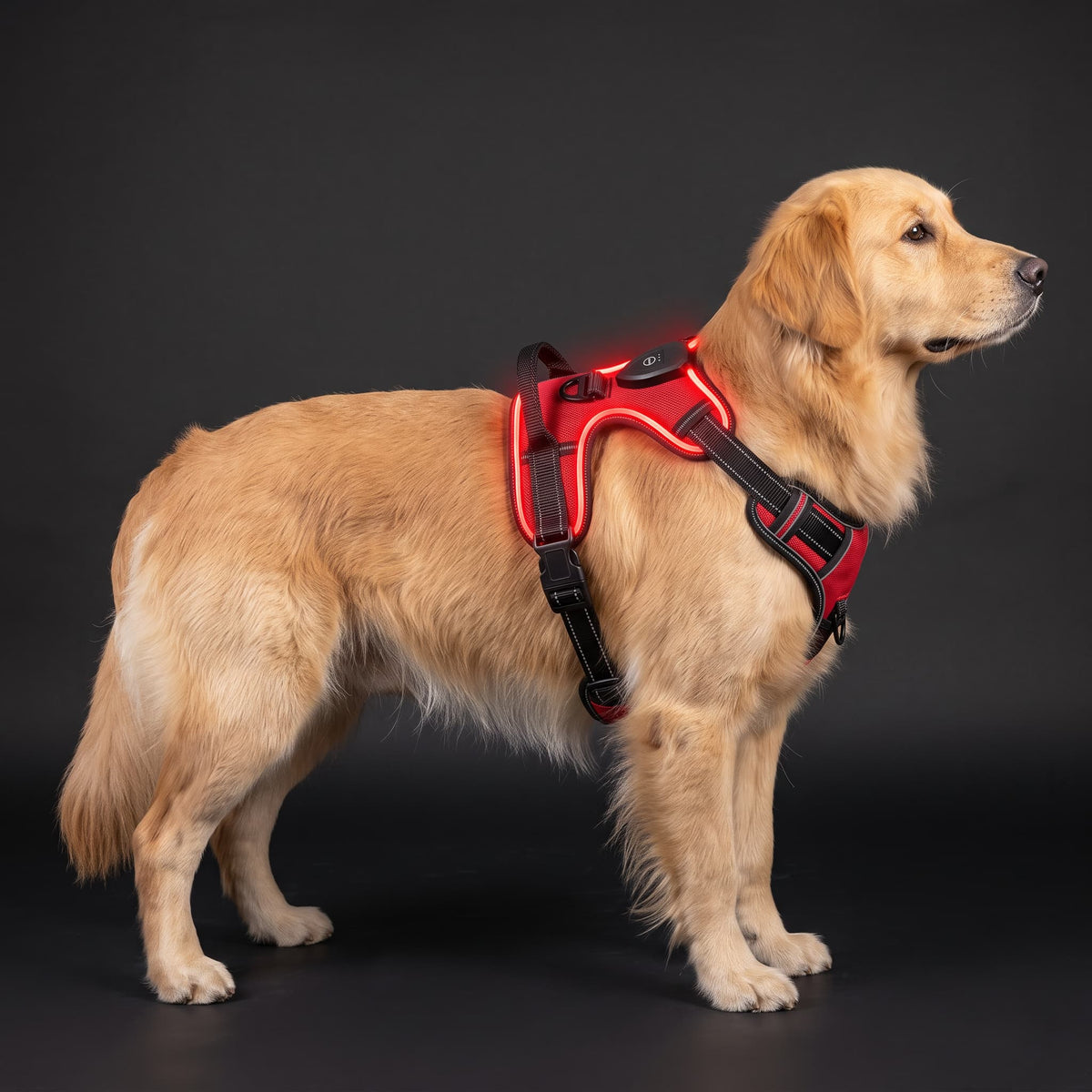 Golden retriever wearing a red adjustable LED dog harness glowing on its back