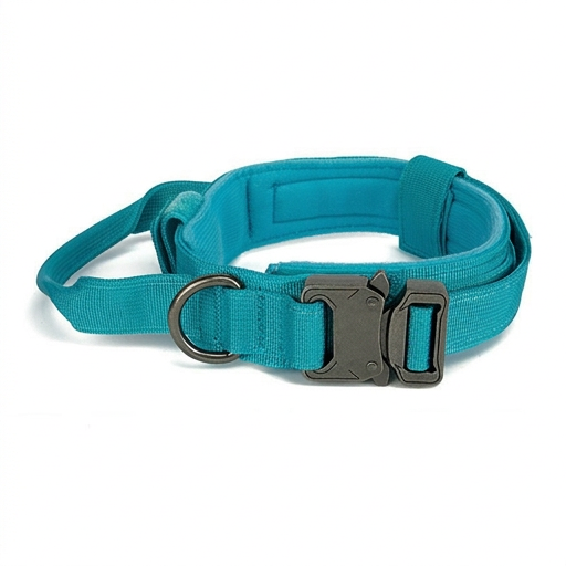 Teal dog collar with a metal buckle on a white background