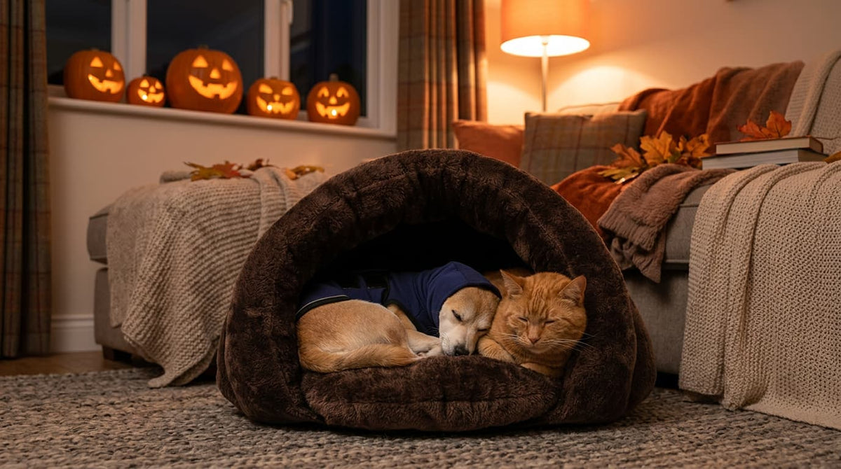 Small dog in a hoodie and a ginger cat relaxing calmly at home on Halloween night, with glowing pumpkins on the windowsill