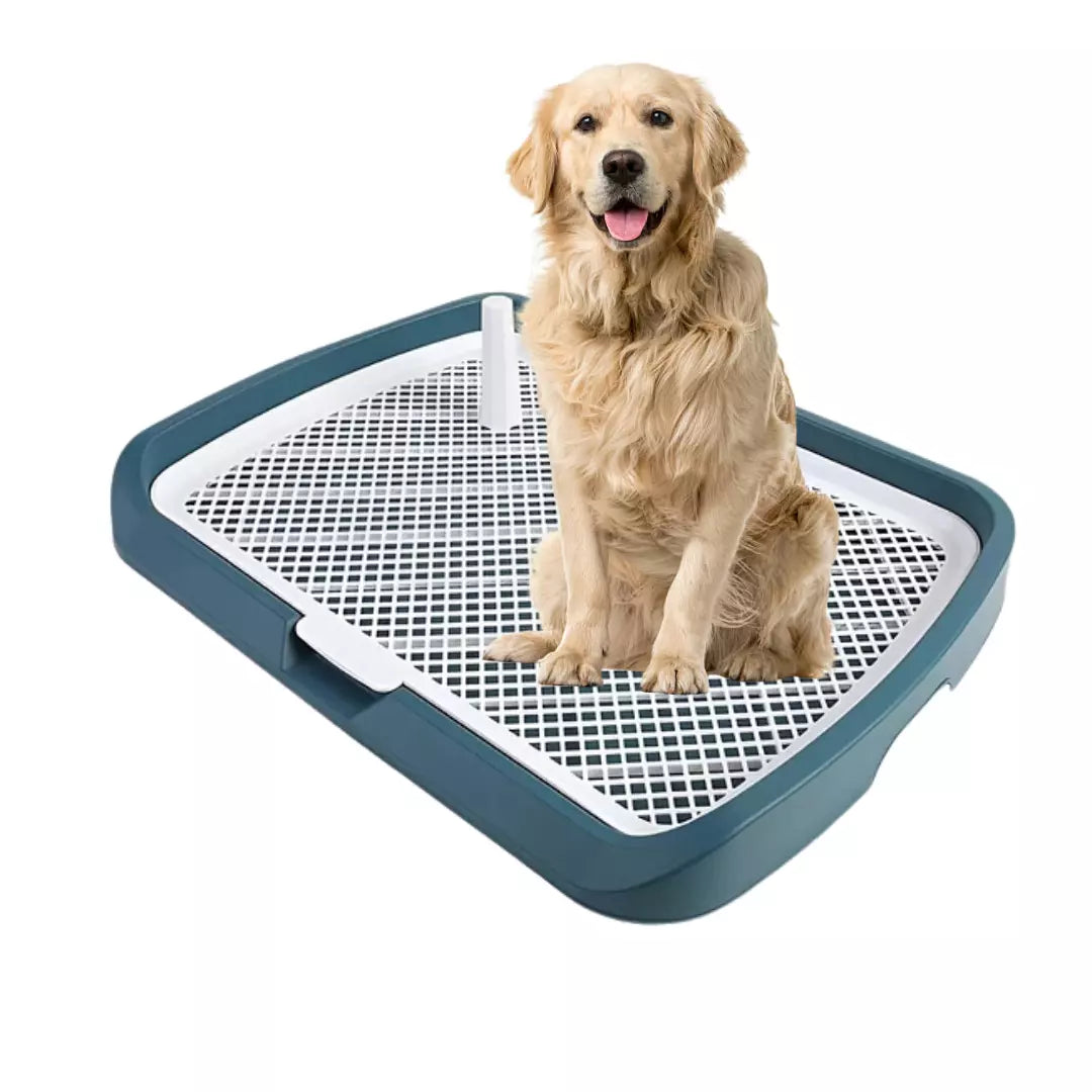 Dog sitting on a pet training pad with a white background