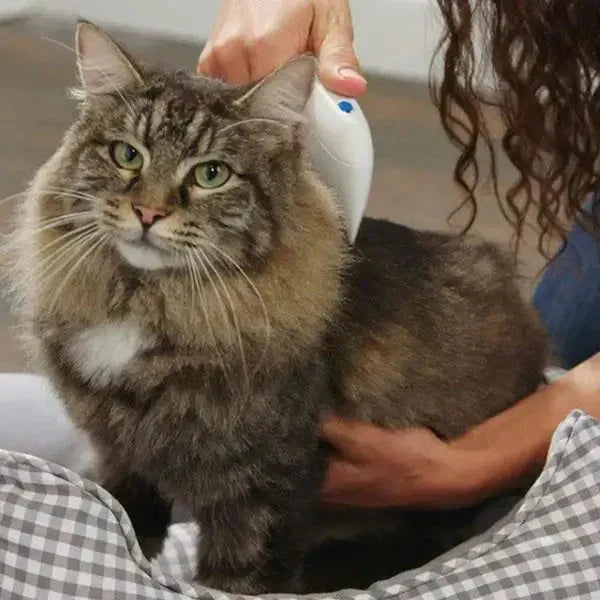 Cat being held by a person with a checkered blanket underneath