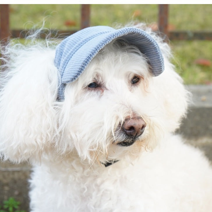 White dog wearing a blue cap with a blurred outdoor background
