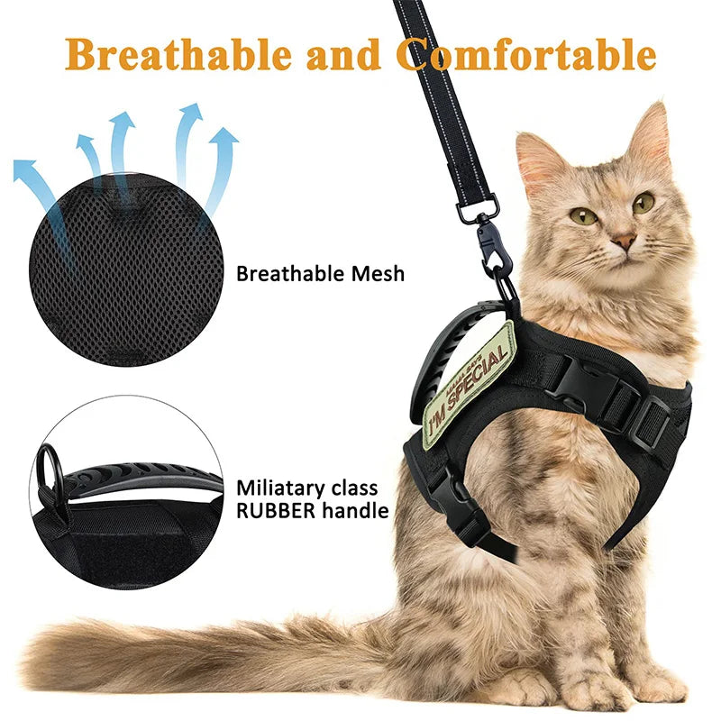 Cat wearing a black harness with features highlighted on a white background