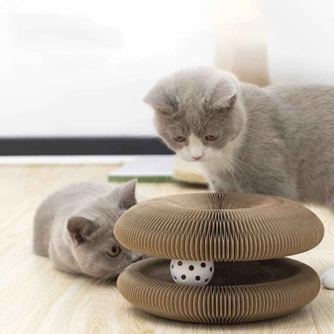 Two grey cats playing with a cardboard cat toy on a light wooden floor.