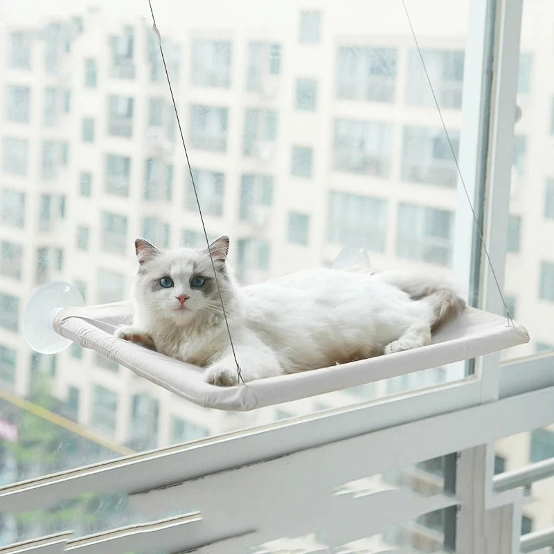 Cat lounging on a window-mounted hammock with cityscape background